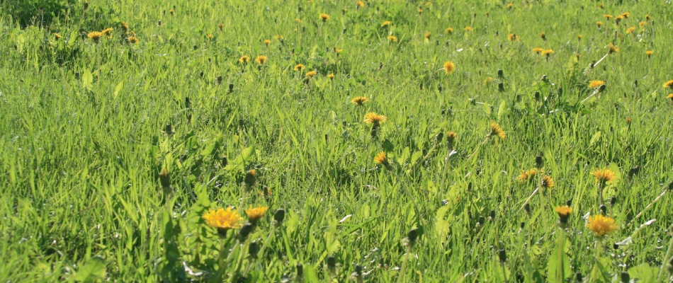 Dandelions growing throughout lawn in Damascus, OR.