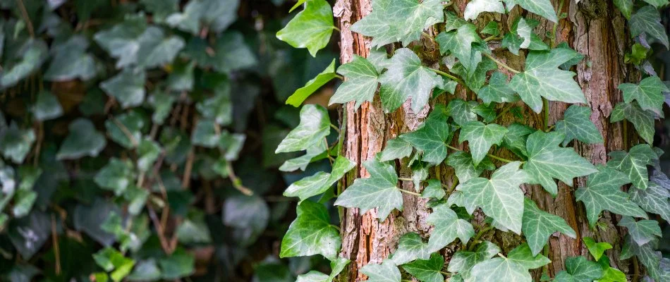 English ivy covering a tree in Gresham, OR.