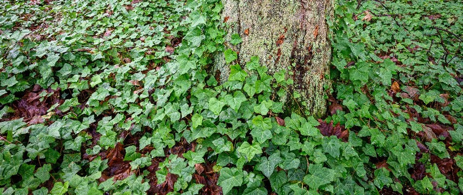 English ivy around the base of a tree in Gresham, OR.
