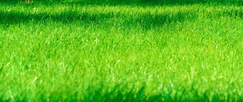 Healthy green grass in Oatfield, OR.