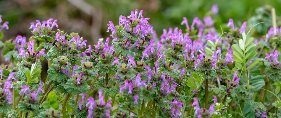 Henbit weed on a lawn in Gresham, Oregon.
