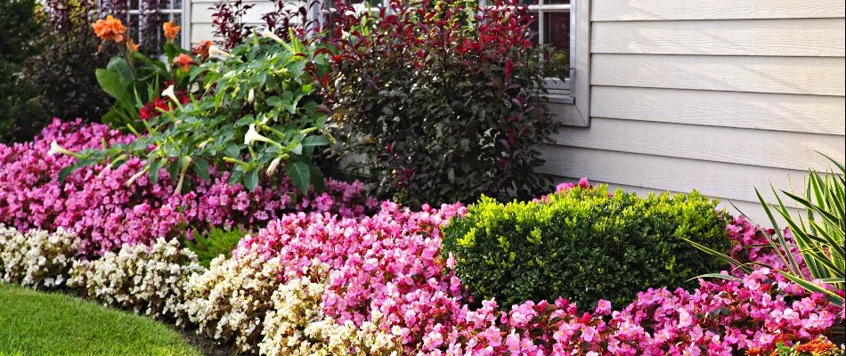 Colorful plants in a landscape bed in Gresham, OR.