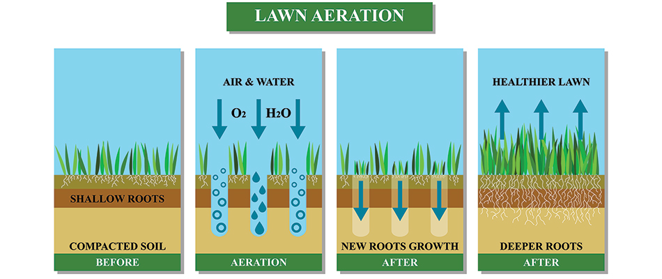 Lawn aeration graphic shown in Tualatin, OR.