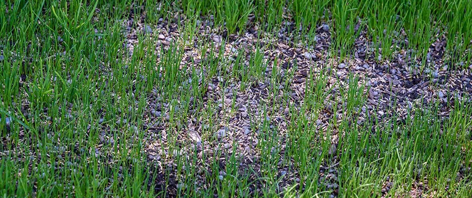 A dead and patchy lawn with overseeding applied in Gresham, OR.