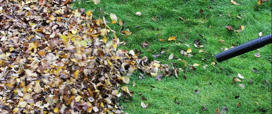 Leaf removal on a lawn in Redland,OR.
