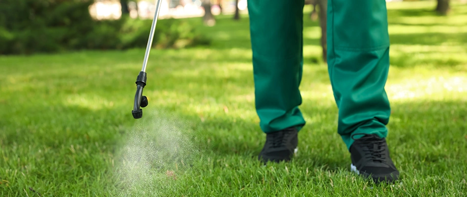 Pre-emergent weed control being sprayed over a lawn by an expert in Beaverton, OR.