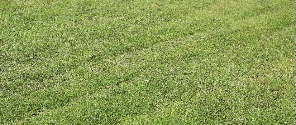 Ruts on a lawn in Gresham, OR, after mowing.