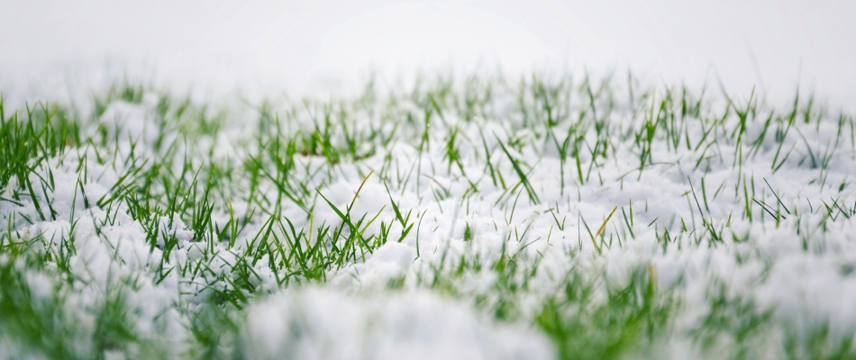 Snow in lawn from winter season with green grass blades poking out in Happy Valley, OR.