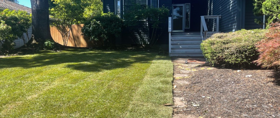 Sod rolled out onto lawn in Portland, OR.