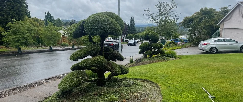 Trimmed shrubs in Oatfield, OR, and green grass.