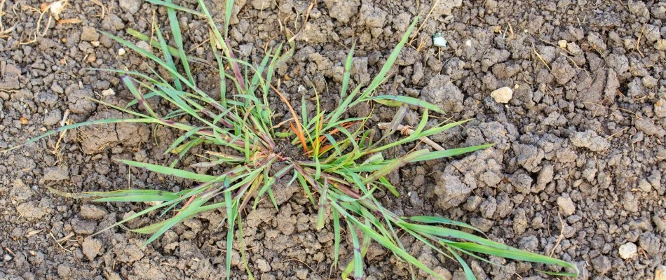 Crabgrass weed growing through soil in Orient, OR.