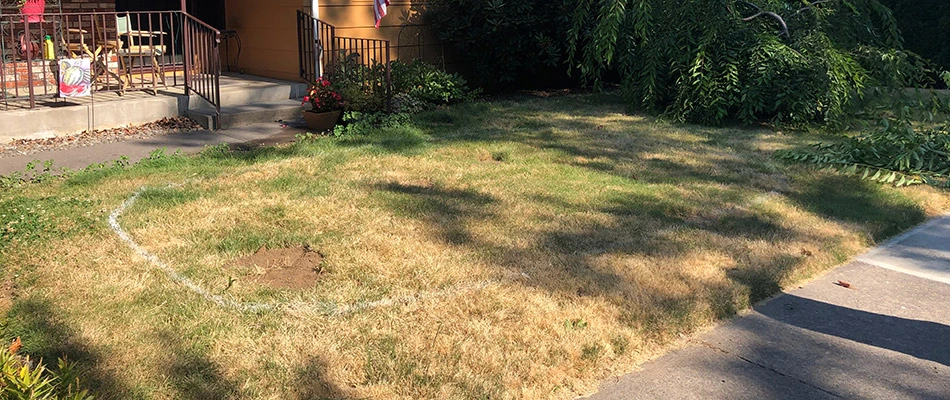 Old dead grass in front of our client's home before we began renovation.