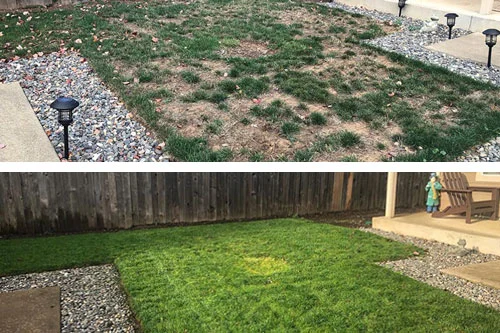 Yard in East Portland, OR after core aeration and overseeding service.