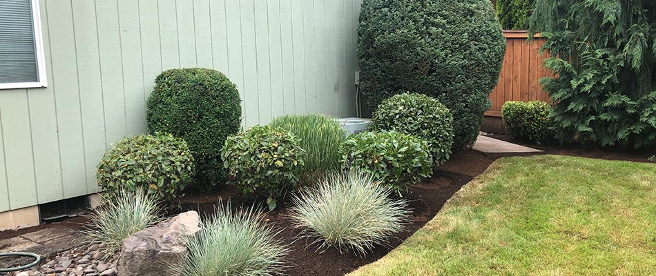 Freshly trimmed bushes and shrubs at a Portland, Oregon home property.
